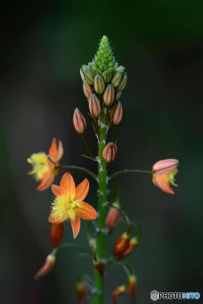 南アフリカの宝石