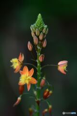 南アフリカの宝石