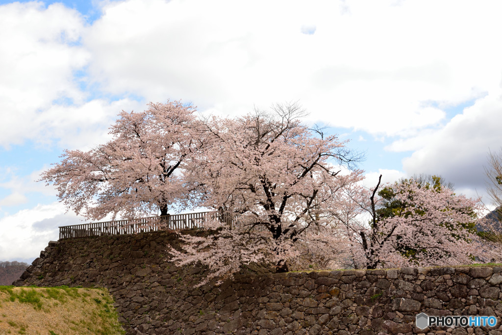 信州桜めぐり　松代城址　③