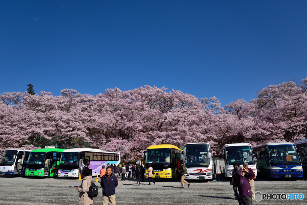 信州桜めぐり　高遠城址公園　⑥