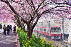 三浦海岸河津桜