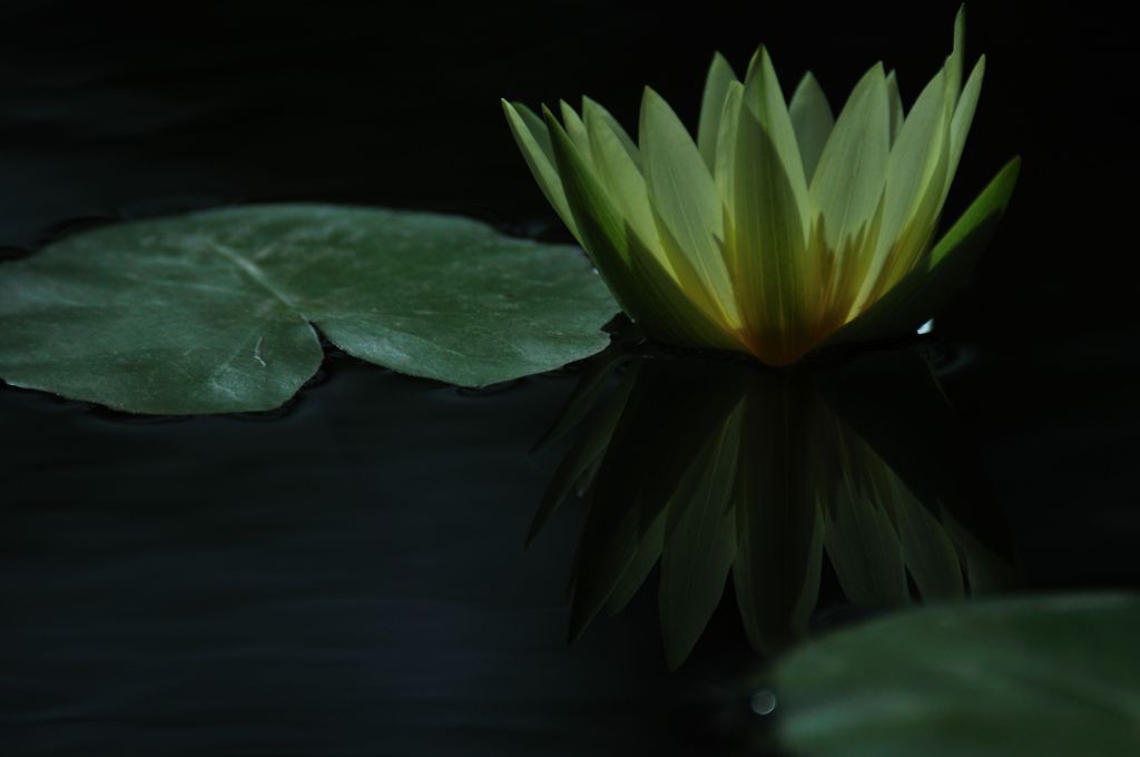 水上の灯