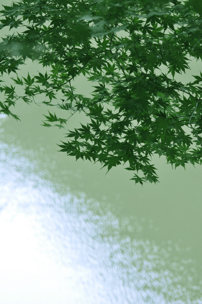 緑の輝き
