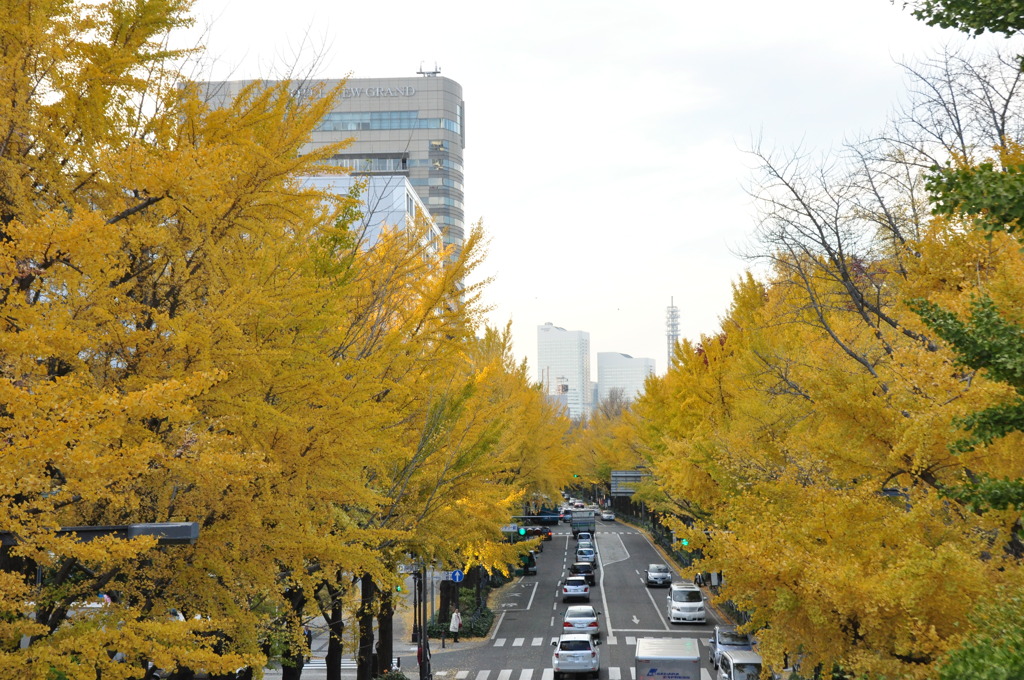 山下公園銀杏並木