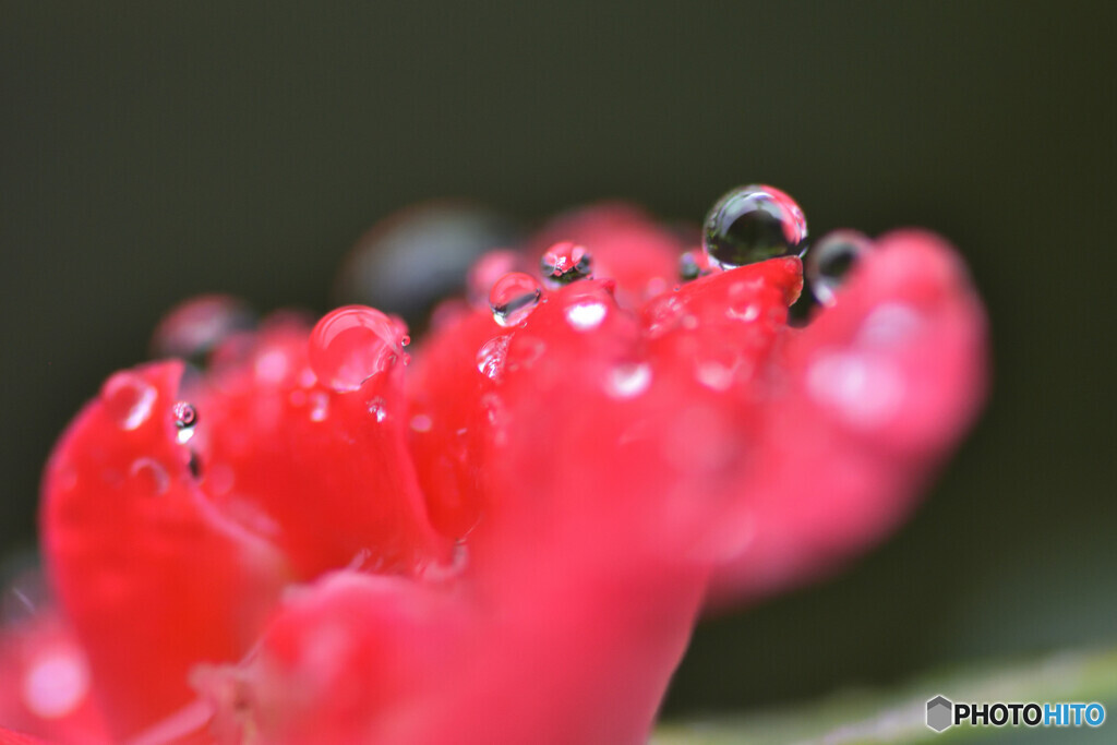 雨を楽しむ
