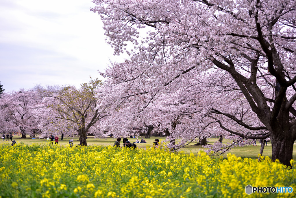 PINK & YELLOW