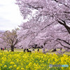 PINK & YELLOW
