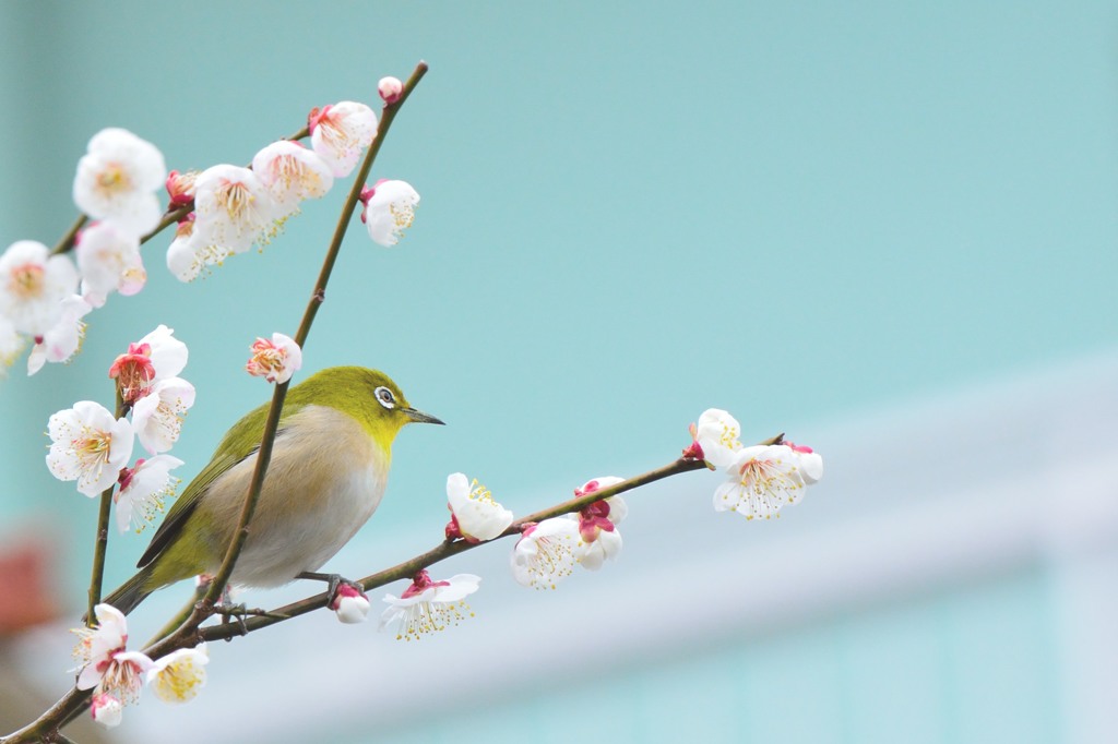 春ですね