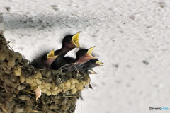 Quintet