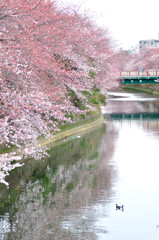 大岡川の桜ー１