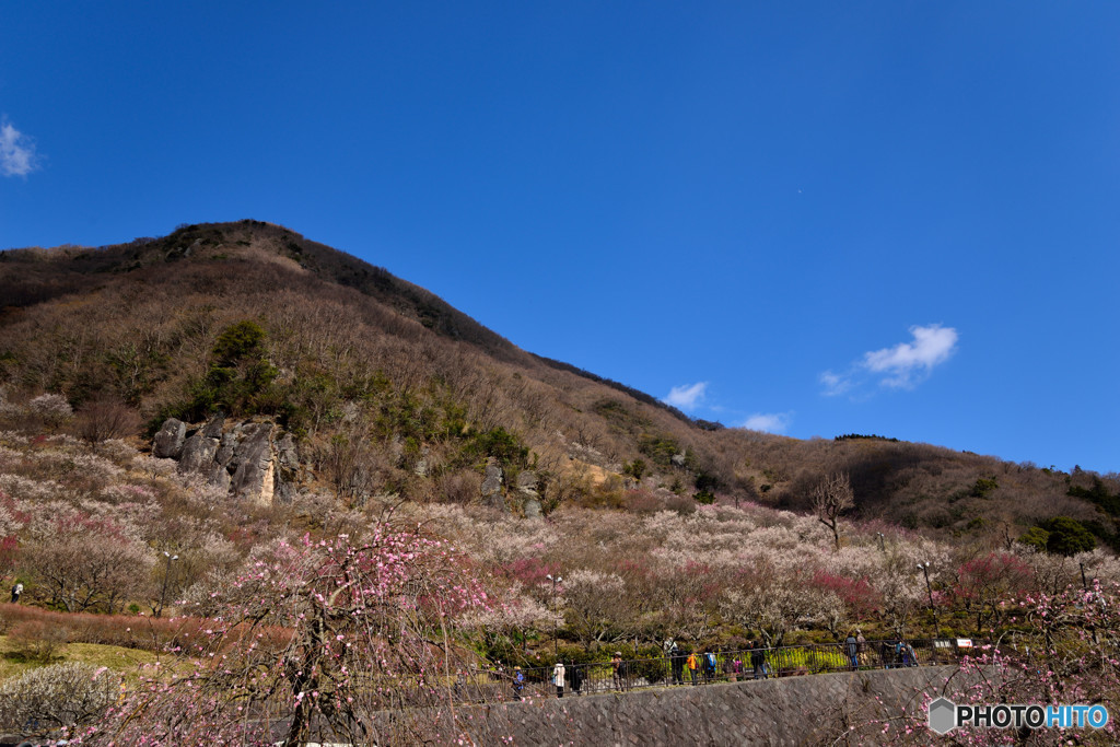 湯河原梅林　①