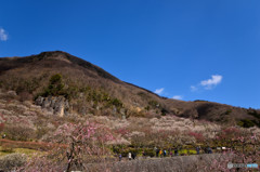 湯河原梅林　①