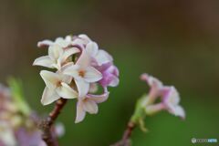 春到来　その１０