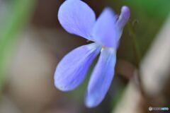 お目覚め　その３