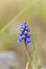 春の脇役たち　その５