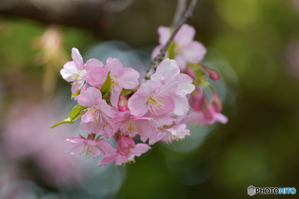 桜は咲く　メジロは来ない・・