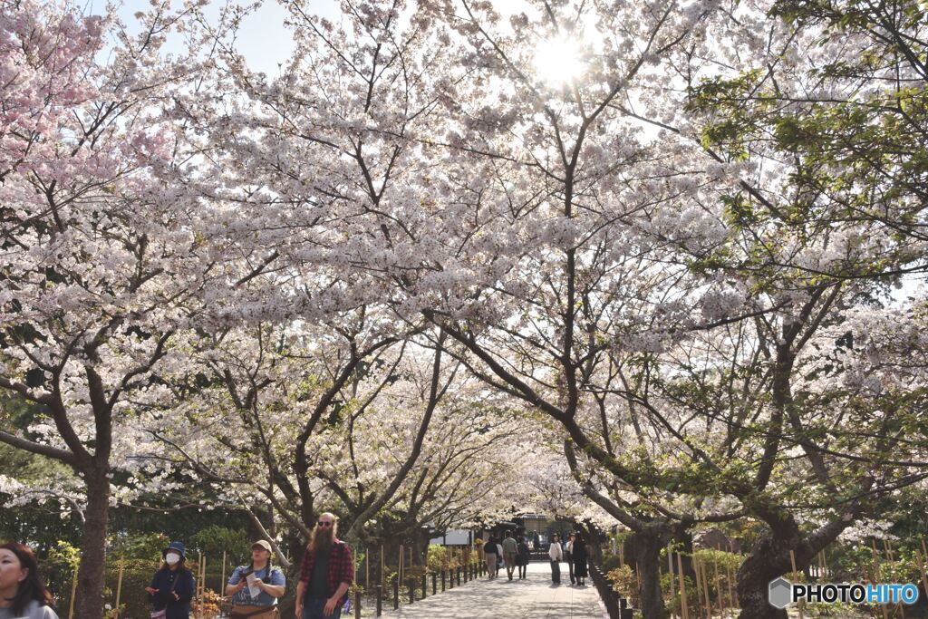 鎌倉の桜　建長寺　その３
