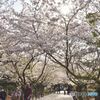鎌倉の桜　建長寺　その３