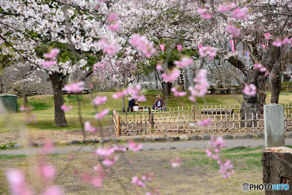 信州桜めぐり　小諸城址　懐古園　④