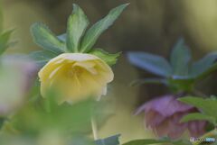 私を忘れないで