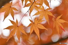 秋の名残　その３