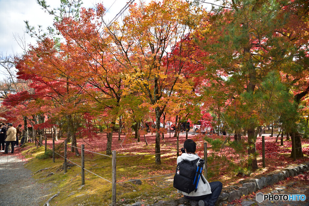 京都の紅葉２０２０　その２４