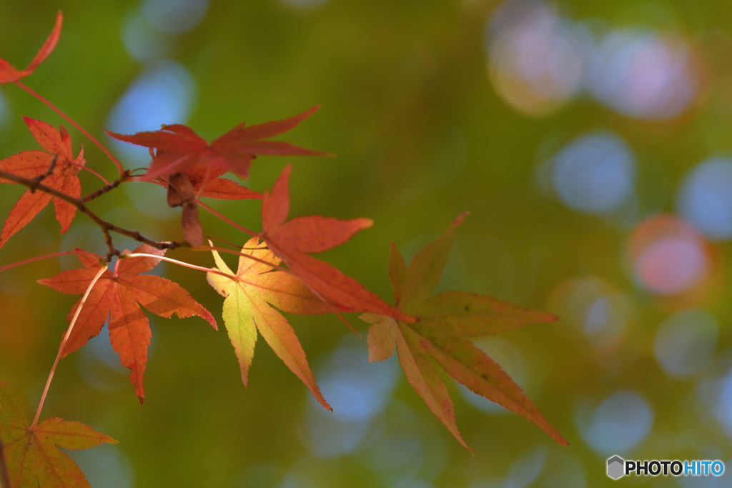 散歩道の紅葉　その２