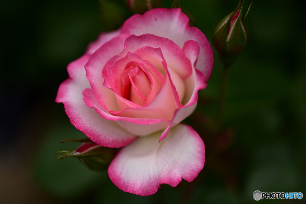 Fair lady