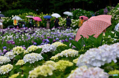 雨に咲く　あじさい　しょうぶ　そして傘