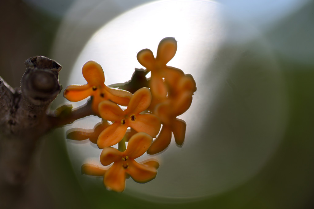D600マクロ撮りⅠ