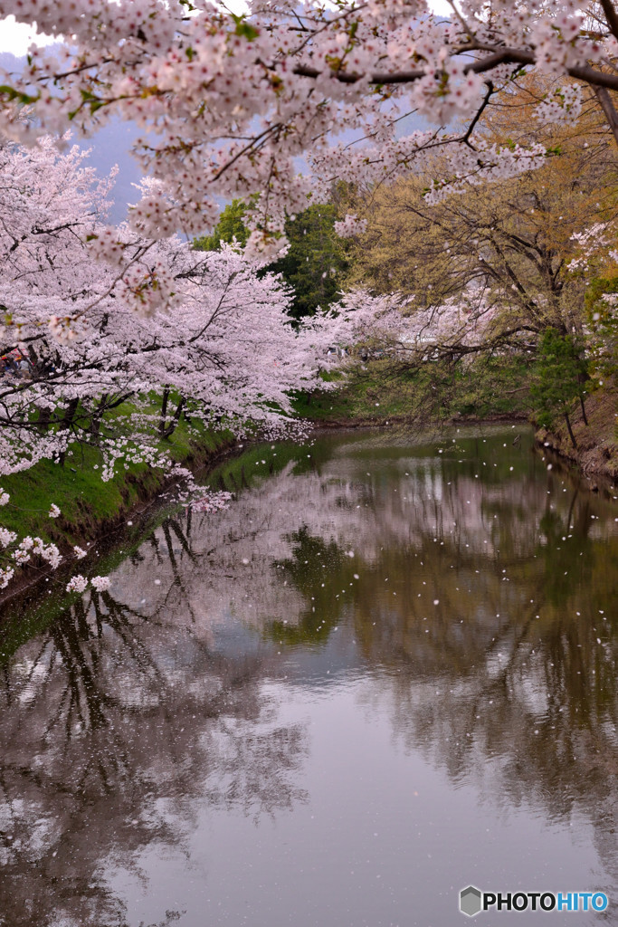 信州桜めぐり　上田城址　②