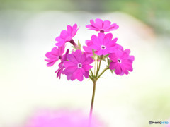 可憐な花たち　その三