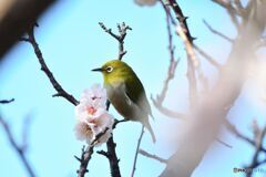 ウメジロー　豊後梅編