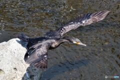 カワウの飛び出し　その２