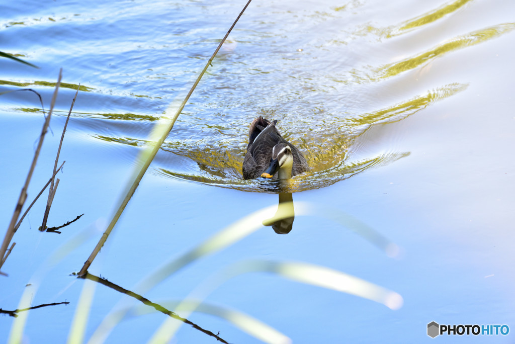 梅雨の晴れ間を泳ぐ