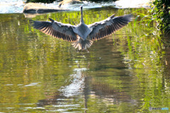 Flaps Fulldown