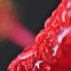 この時期の真っ赤に燃える花といえば・・・・