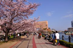 春の横浜散策　その１０