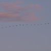 ２８羽のV字編隊