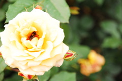 蜂