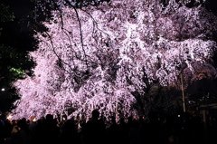 sakura_R1