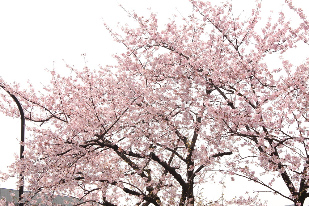 sakura 