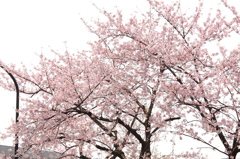 sakura 