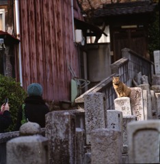 Cat on the grave