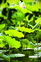 さらばうどん県シリーズ〜栗林公園・夏バテ気味の蓮池