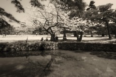 おばあちゃんたちの桜の木の下で