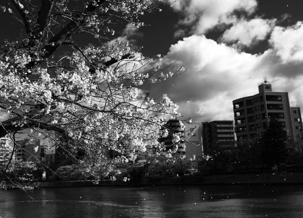 散る桜　残る桜も　散る桜