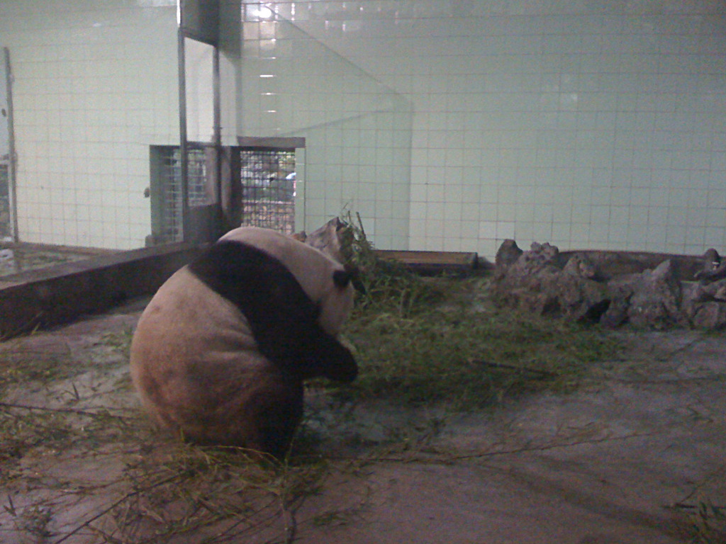 祝上野動物園熊猫公開〜熱烈歓迎(上海動物園）
