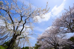 桜便り〜栗林公園より