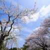 桜便り〜栗林公園より